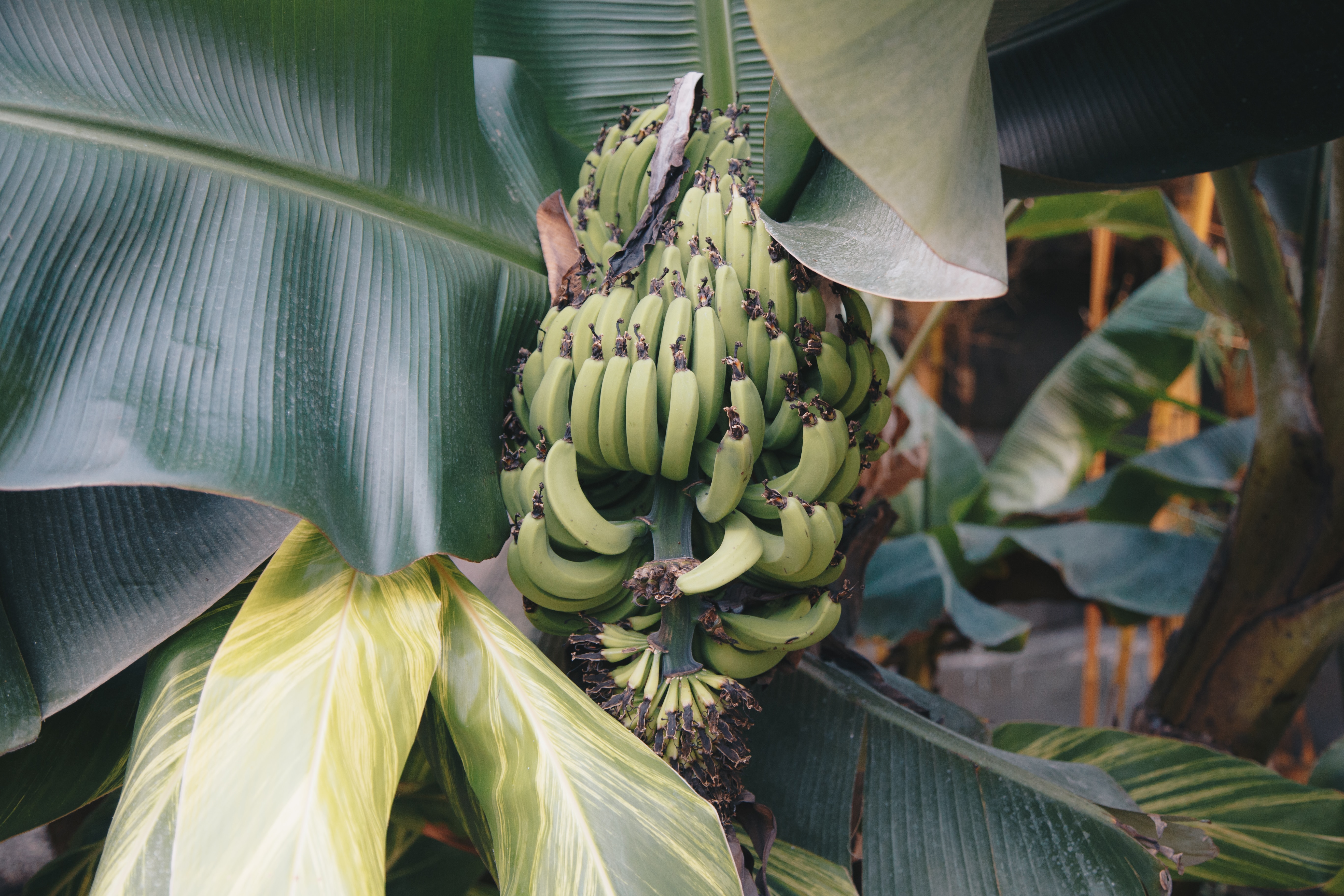 Hector-George-Campbell-Montego-Bay-Ja-Do-You-Know-This-Man-Banana