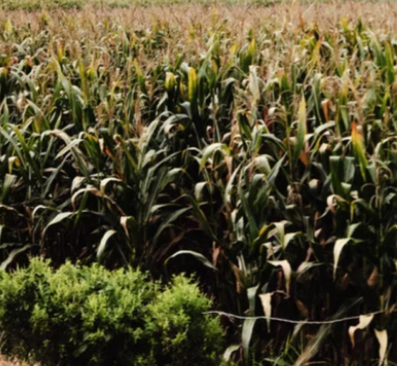 Fresh-Sugar-Cane-Juice-Antique-Mill-Field