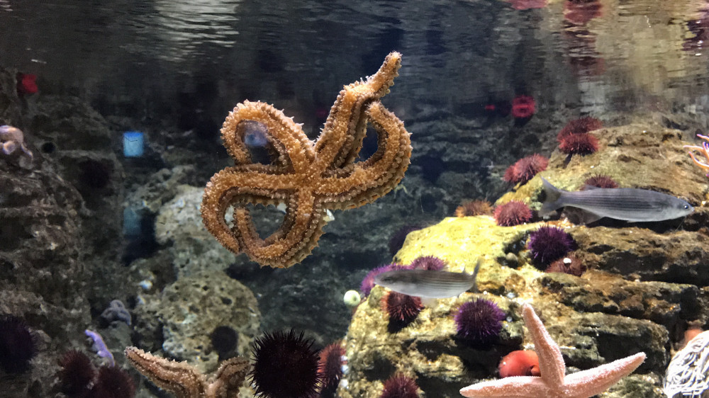 What-Is-a-Sea-Star-What-Happened-to-the-Starfish-Habitat