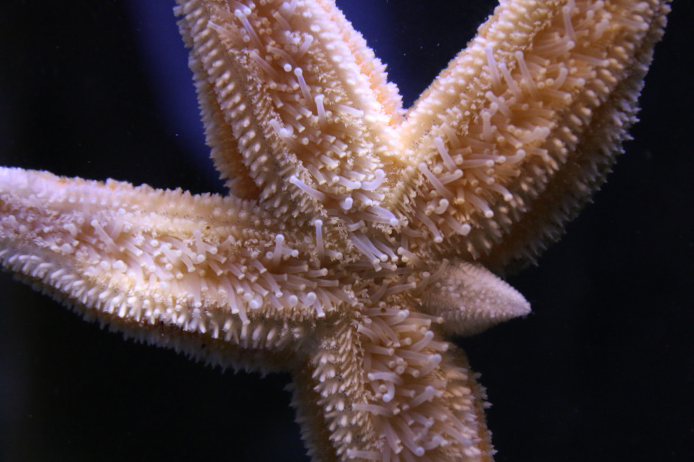 What-Is-a-Sea-Star-What-Happened-to-the-Starfish-Regrowth