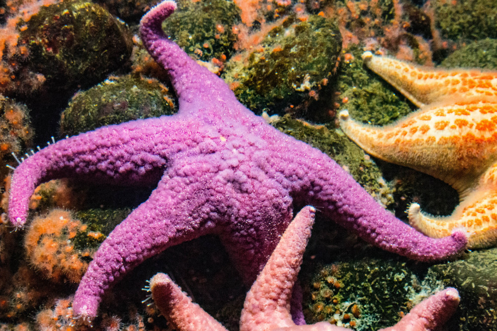 What-Is-a-Sea-Star-What-Happened-to-the-Starfish-Same