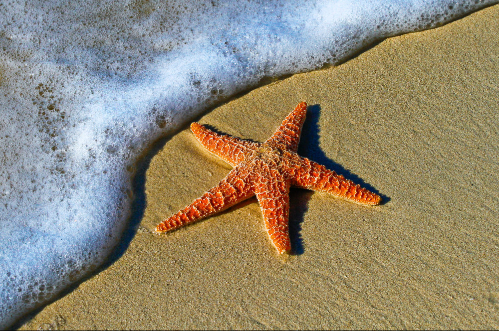 What-Is-a-Sea-Star-What-Happened-to-the-Starfish-Seashore