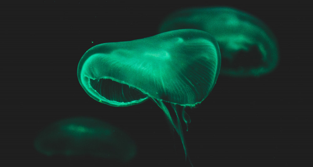 What-Is-the-Deep-Sea-An-Under-Explored-Depth-of-Darkness-Bioluminescence