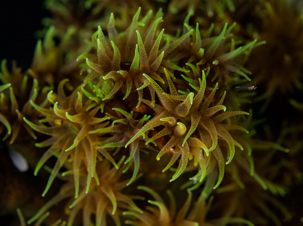 Why-Are-Coral-Reefs-Important-It's-an-Underwater-Ecosystem-Anemones