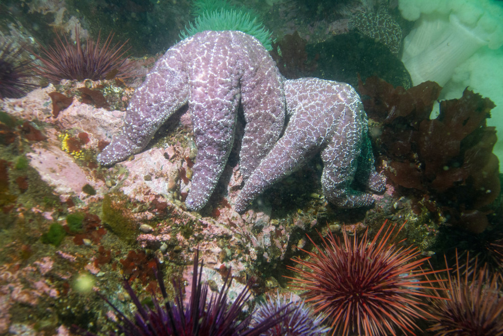 Why-Are-Coral-Reefs-Important-It's-an-Underwater-Ecosystem-Echinoderms