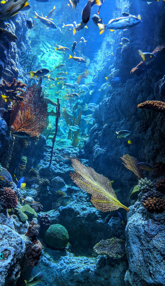 Why-Are-Coral-Reefs-Important-It's-an-Underwater-Ecosystem-Blue-Underwater