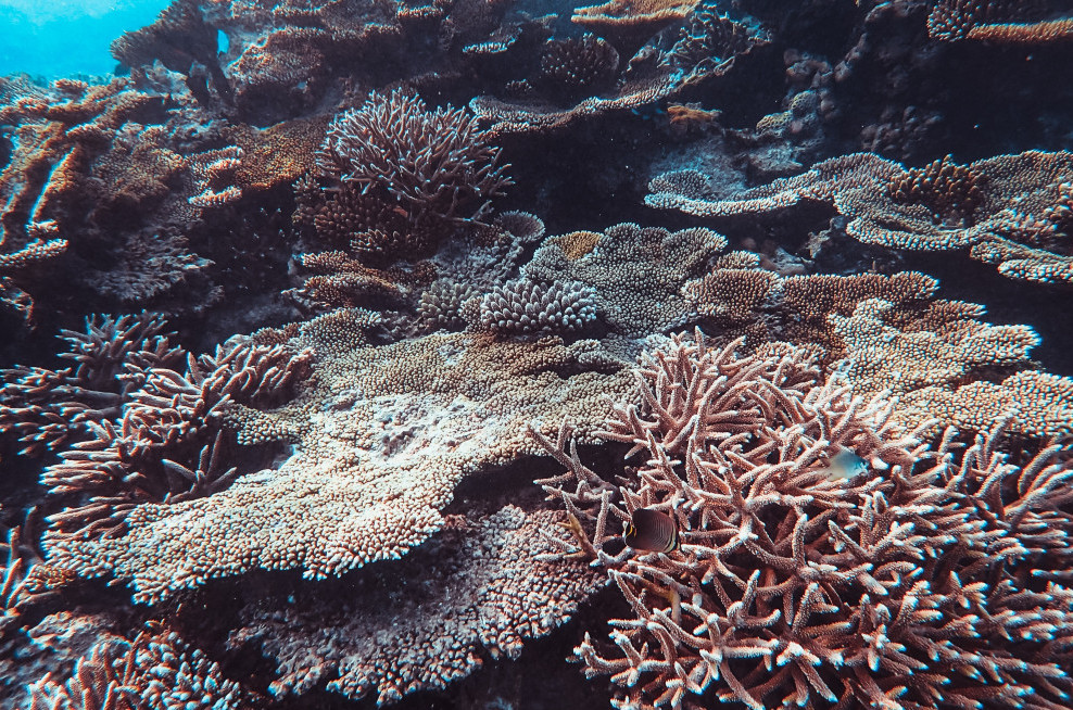 Why-Are-Coral-Reefs-Important-It's-an-Underwater-Ecosystem-Corals