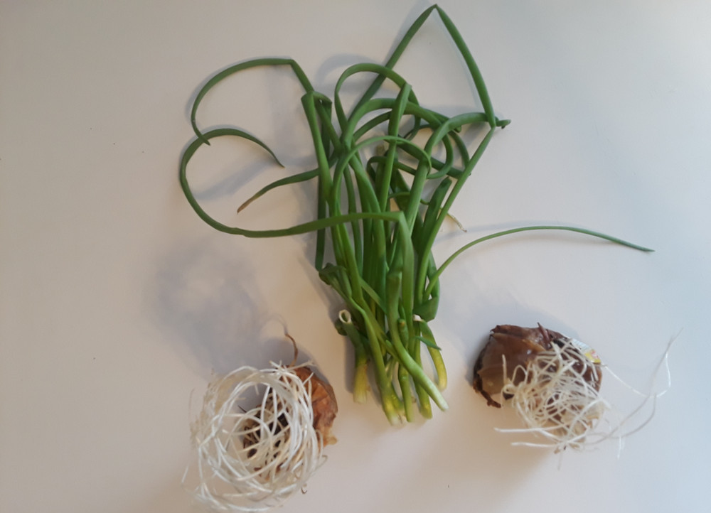 Grow-a-Windowsill-Garden-From-Your-Own-Kitchen-Scraps-Onion