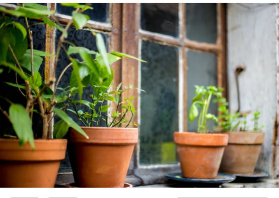 Grow-a-Windowsill-Garden-from-Your-Own-Kitchen-Scraps-Windowsill