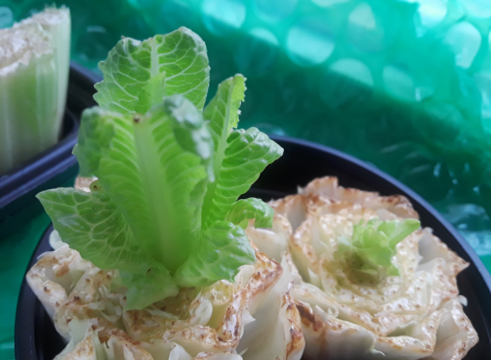 Grow-Your-Windowsill-Garden-From-Your-Kitchen-Scraps-Romaine-Lettuce