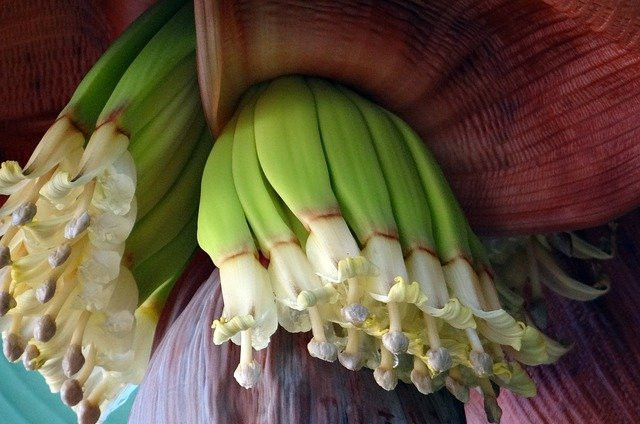 The-Tropical-Banana-Plant-Count-the-Many-Ways-to-Use-It-Banana-Blossom