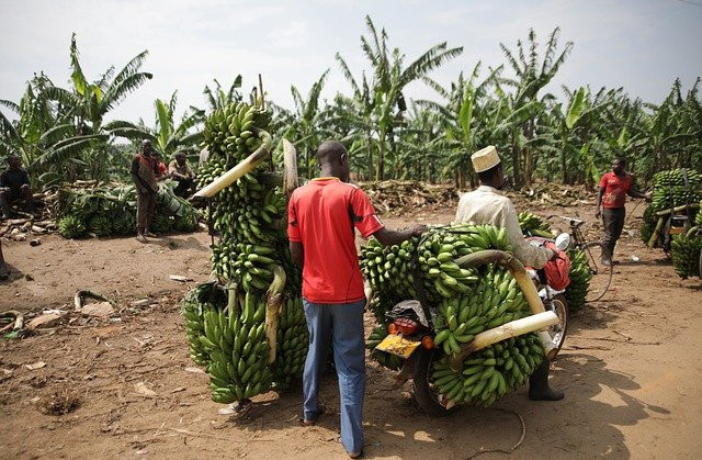 The-Tropical-Banana-Plant-Count-the-Many-Ways-to-Use-It-Banana-Plant