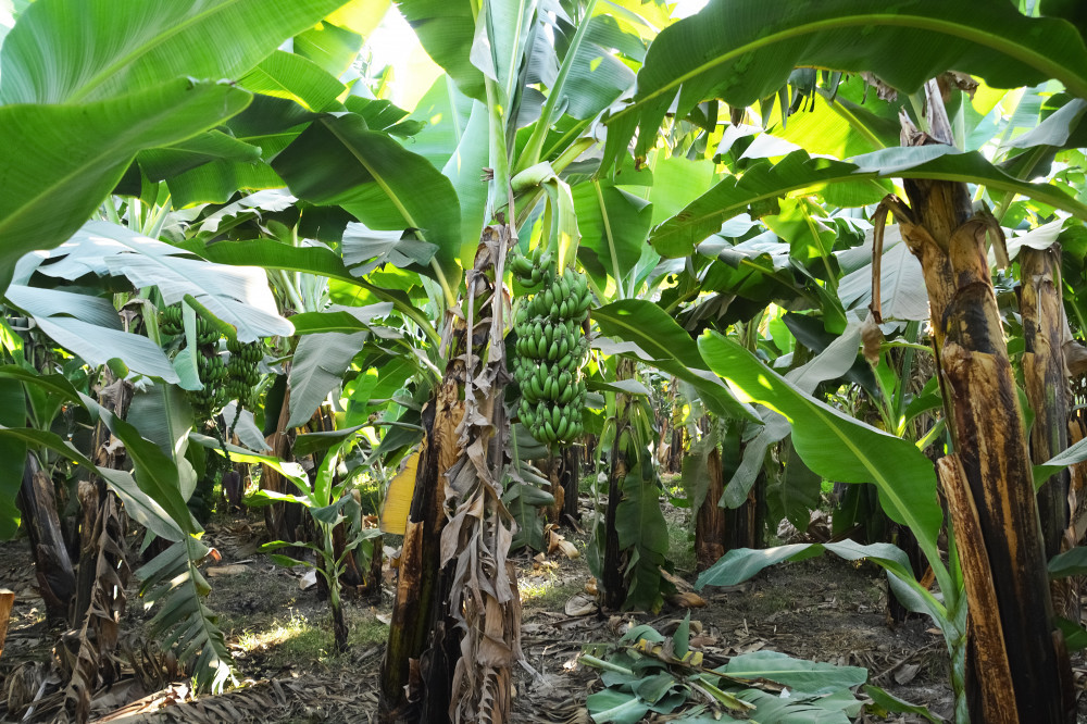 The-Tropical-Banana-Plant-Count-the-Many-Ways-to-Use-It-Banana-Plants