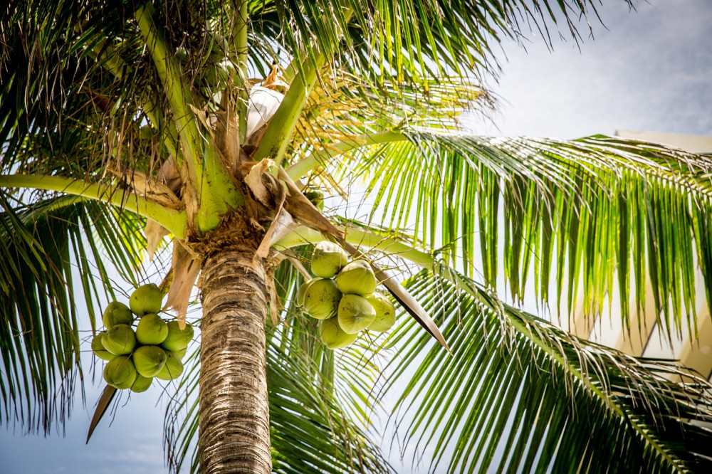 Did-You-Know-This-The-Coconut-Palm-Tree-Is-a-Giving-Tree-Coconut-Palm