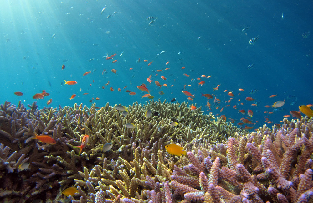 Caribbean-Ocean-Life-Where-Does-the-Conch-Come-From-Marine-Life