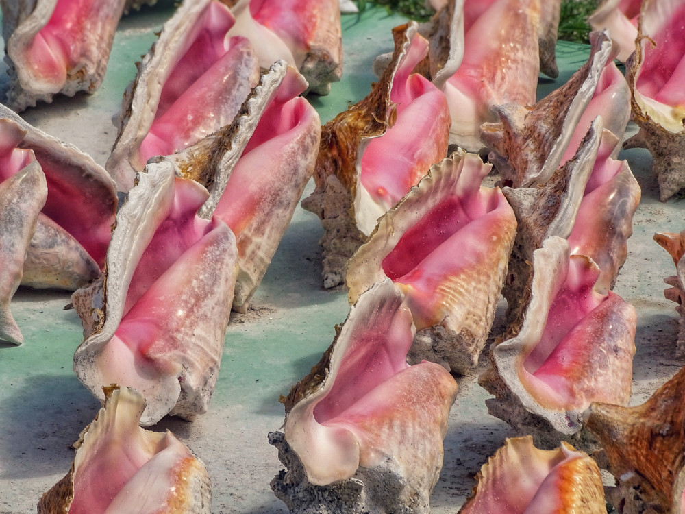 Caribbean-Ocean-Life-Where-Does-the-Conch-Shell-Come-From-Queen-Conch-Shells